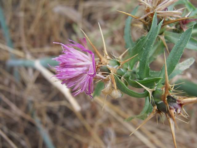 Centaurea calcitrapa/Fiordaliso stellato